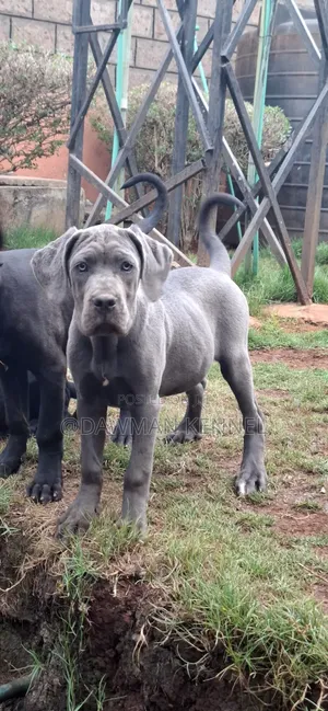 3-6 months Male Purebred Cane Corso