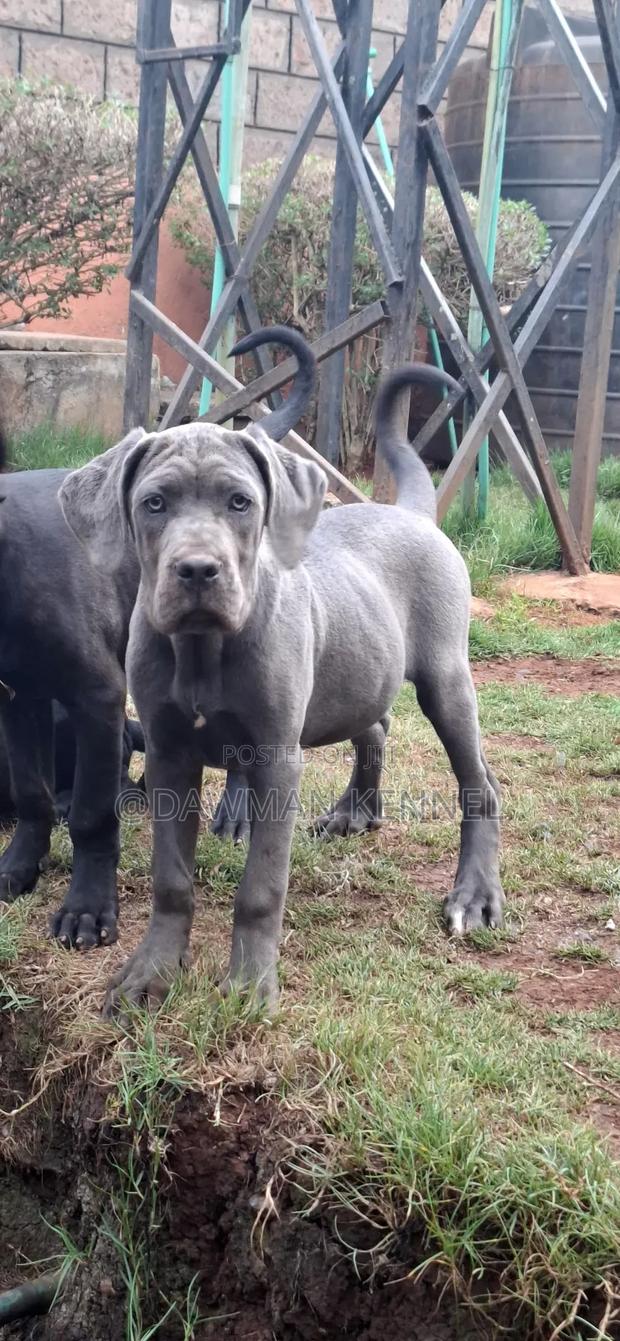 3-6 months Male Purebred Cane Corso