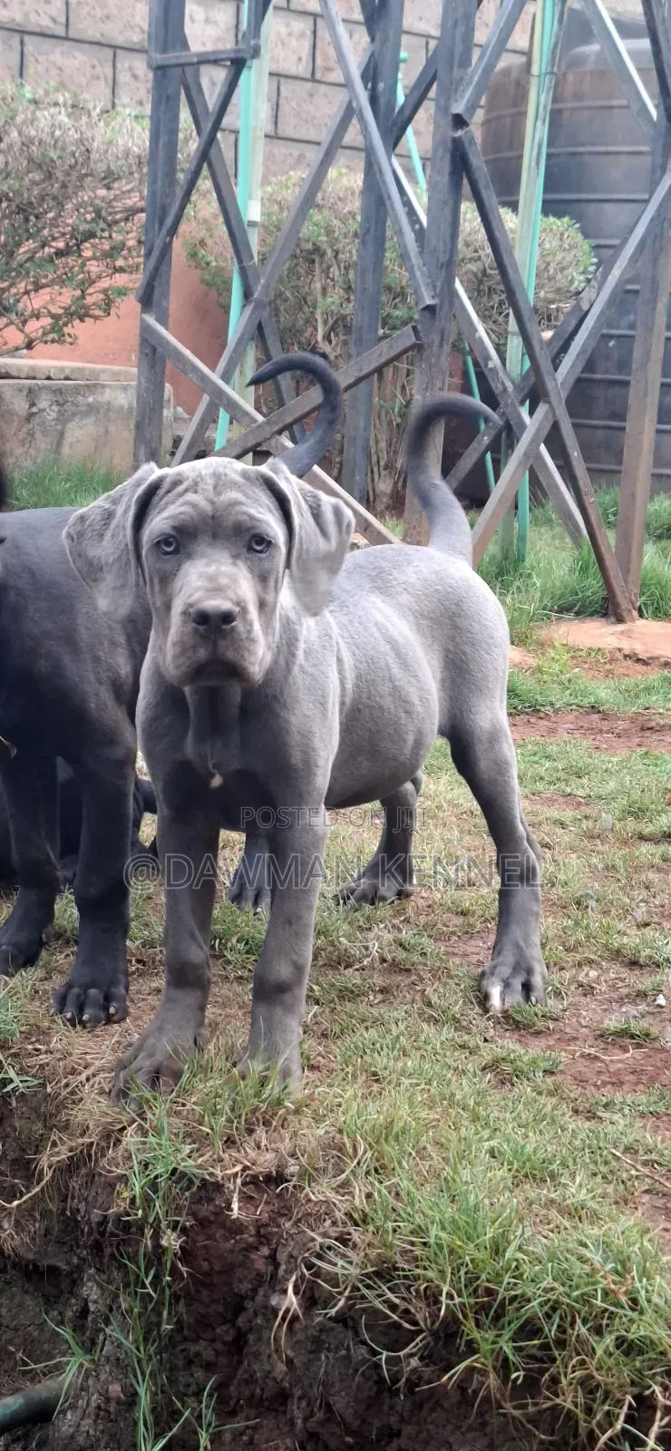 3-6 months Male Purebred Cane Corso