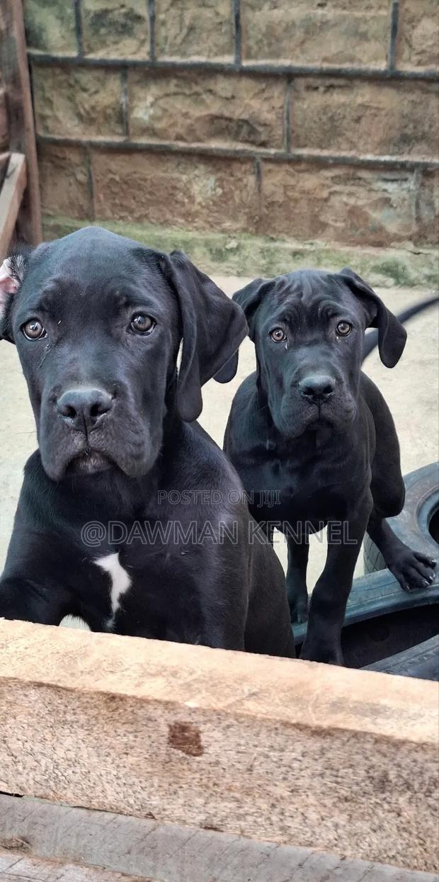 3-6 months Male Purebred Cane Corso