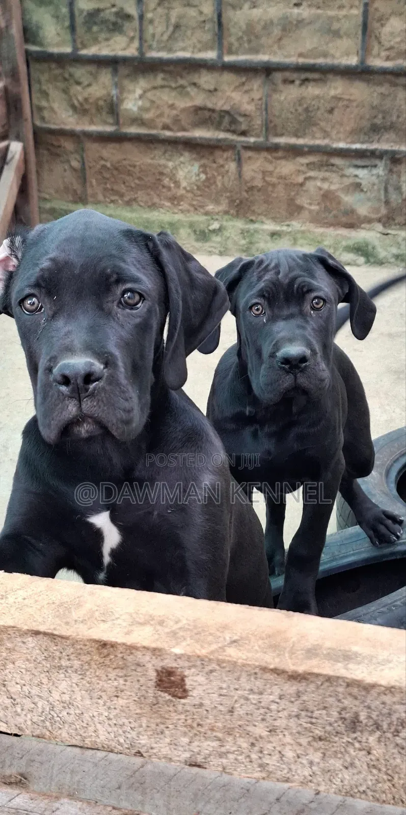 3-6 months Male Purebred Cane Corso