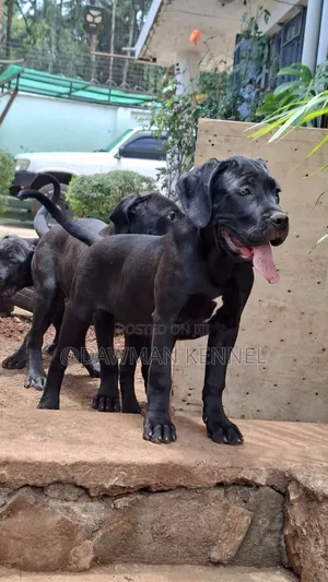 3-6 months Female Purebred Cane Corso