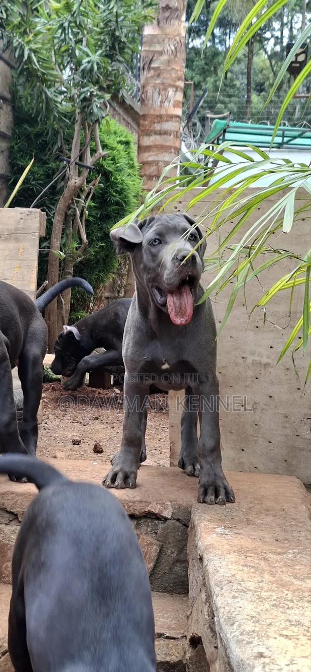 3-6 months Male Purebred Cane Corso - main view