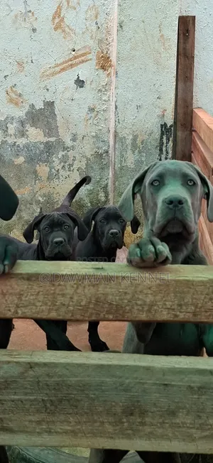 3-6 months Male Purebred Cane Corso