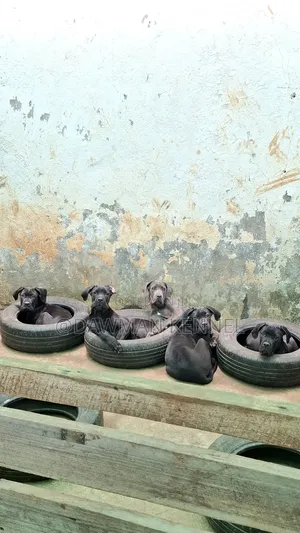 3-6 months Male Purebred Cane Corso
