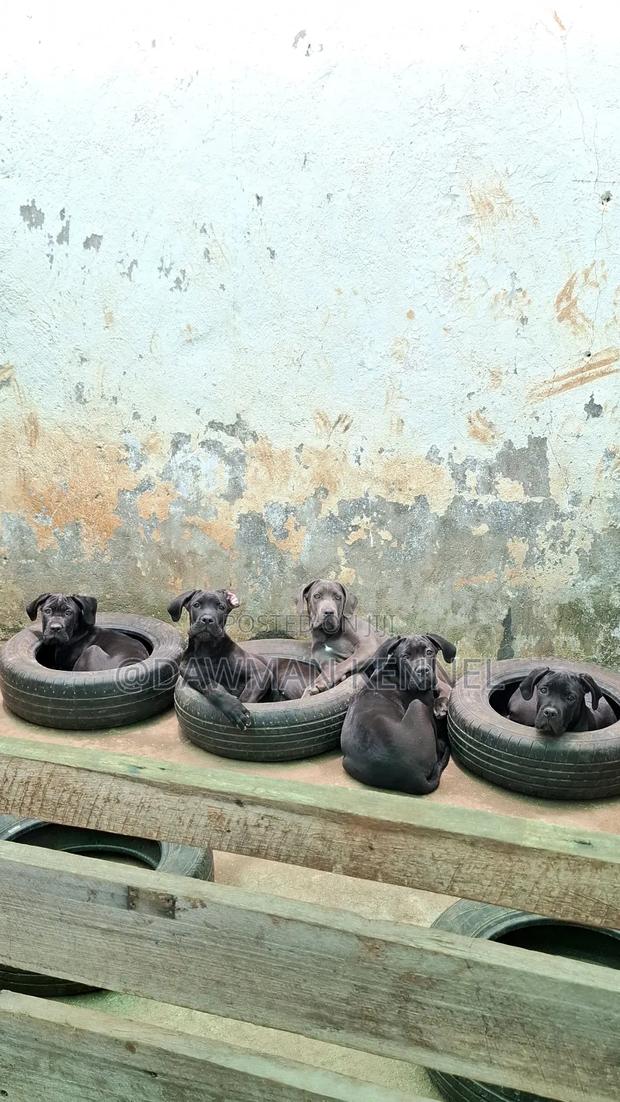 3-6 months Male Purebred Cane Corso - thumbnail 3