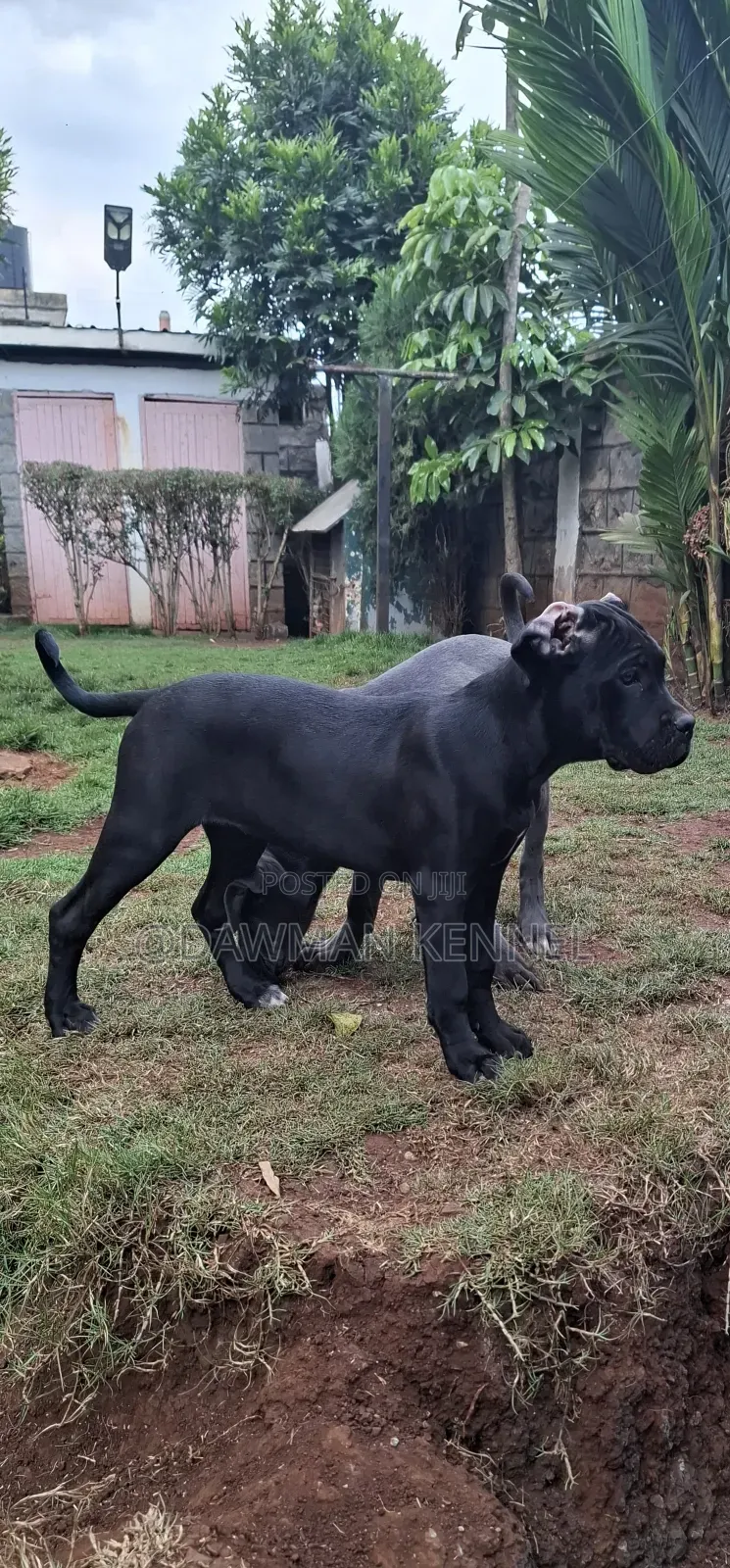 3-6 months Male Purebred Cane Corso