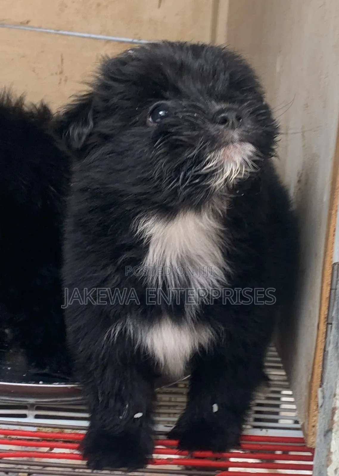 1-3 months Male Purebred Havanese