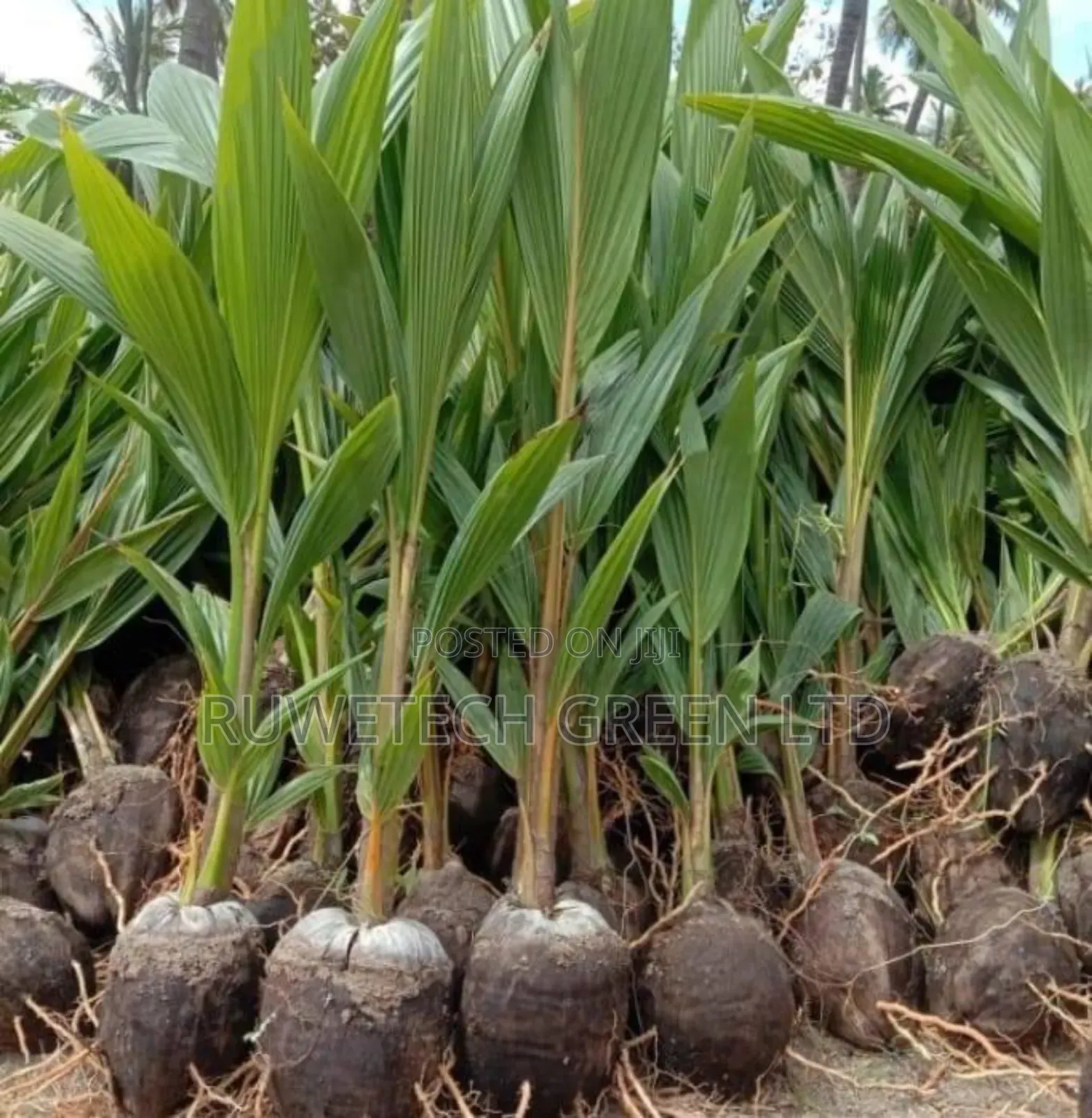 Coconut Seedlings