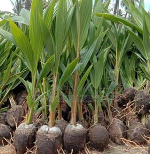 Coconut Seedlings - main view
