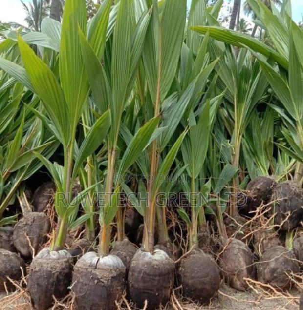 Coconut Seedlings