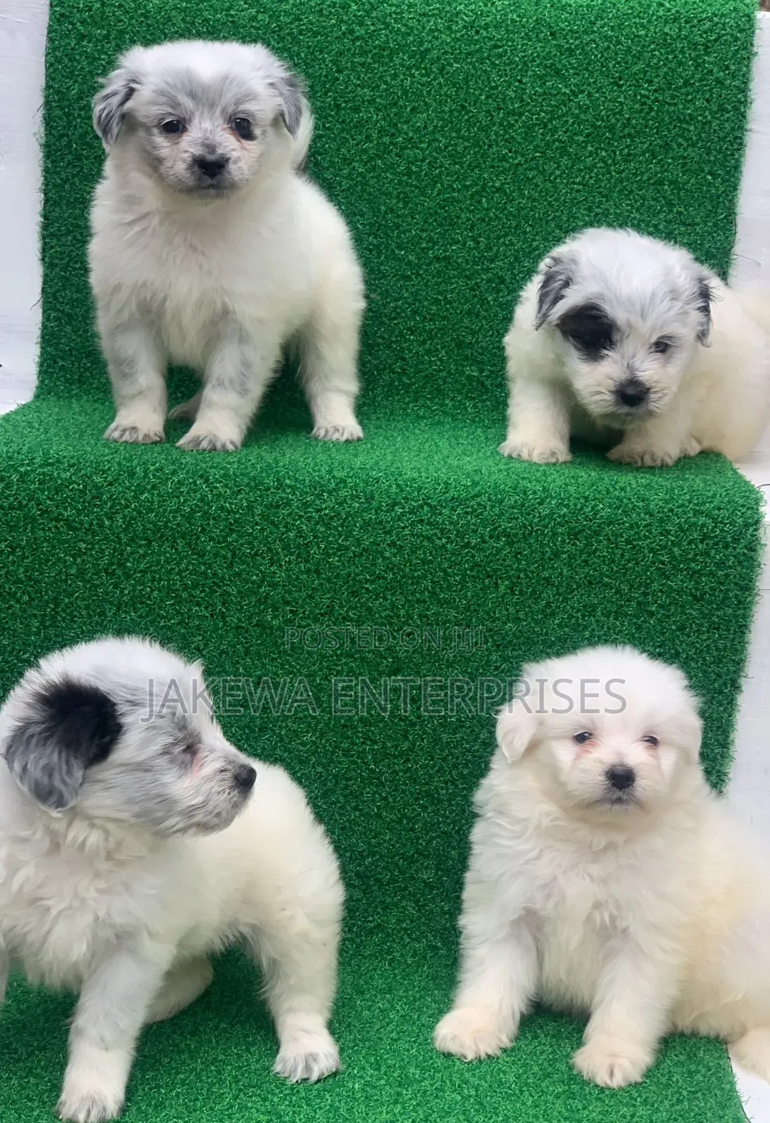 1-3 months Male Purebred Havanese