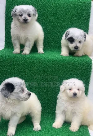 1-3 months Male Purebred Havanese