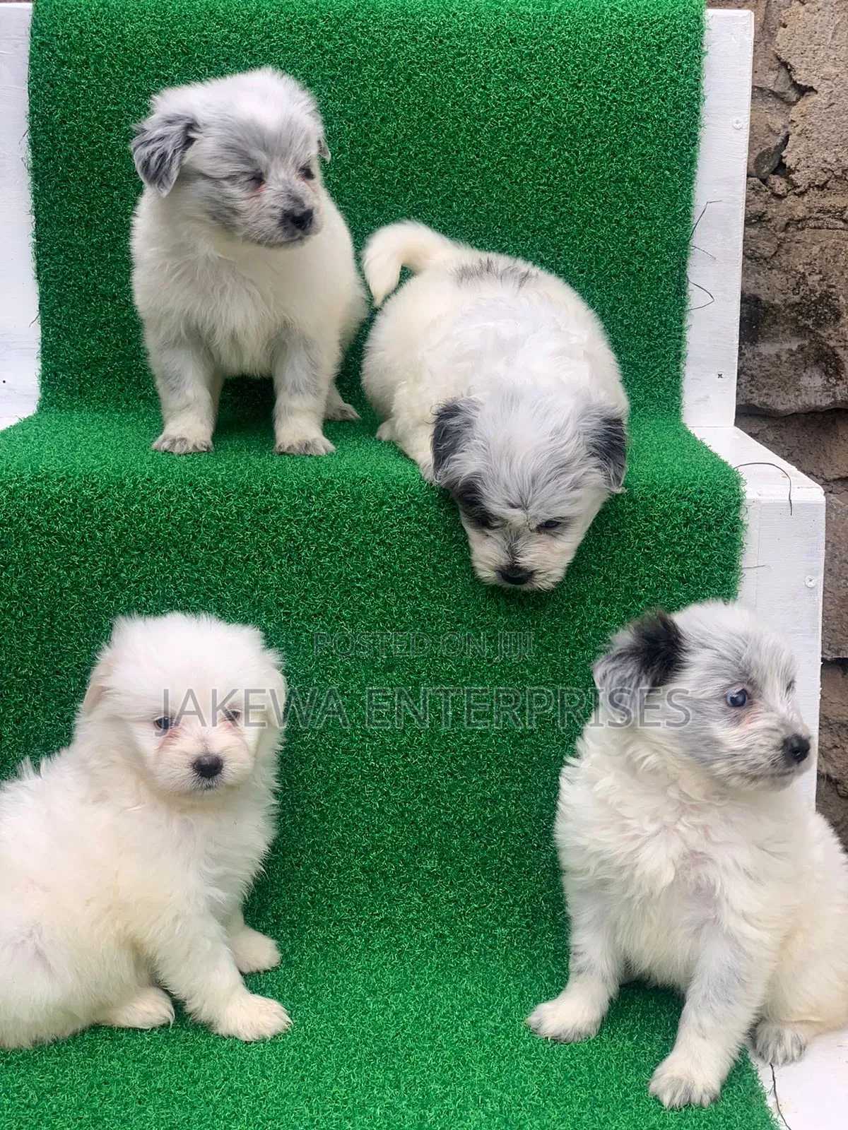 1-3 months Female Purebred Havanese