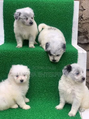 1-3 months Female Purebred Havanese