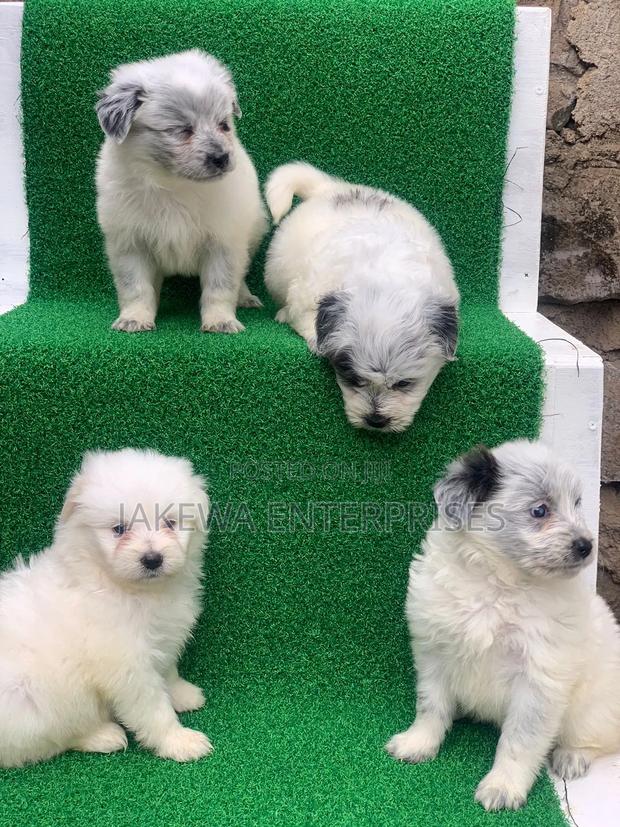 1-3 months Female Purebred Havanese
