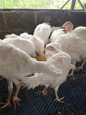 7 Months Old Turkey Looking for New Homes - main view