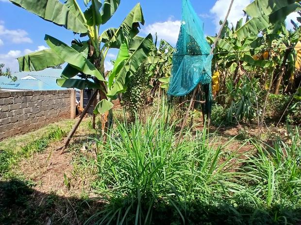 Half Acre Plot With a Spacious 3 Bedroom Bungalow and 2 Bedrm Sq - thumbnail 3