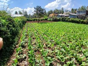 Deal Priced 50 by 100 Plot in Kaurrai, Upper Matasia - thumbnail 2