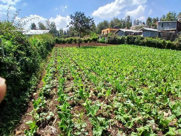 Deal Priced 50 by 100 Plot in Kaurrai, Upper Matasia - main view