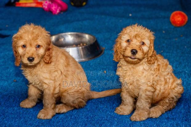 1-3 months Female Purebred Cockapoo - thumbnail 7
