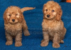1-3 months Female Purebred Cockapoo - thumbnail 2
