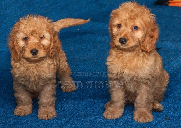 1-3 months Female Purebred Cockapoo - main view