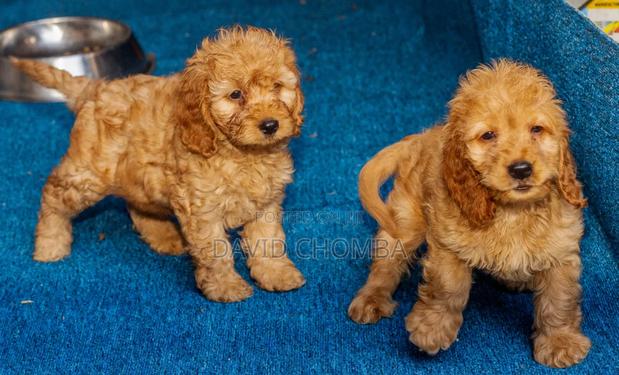 1-3 months Female Purebred Cockapoo - thumbnail 9