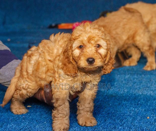 1-3 months Female Purebred Cockapoo - thumbnail 10