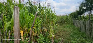 Commercial Plot For Sale In Eldoret Mailli Nne Flyover Righthand Side