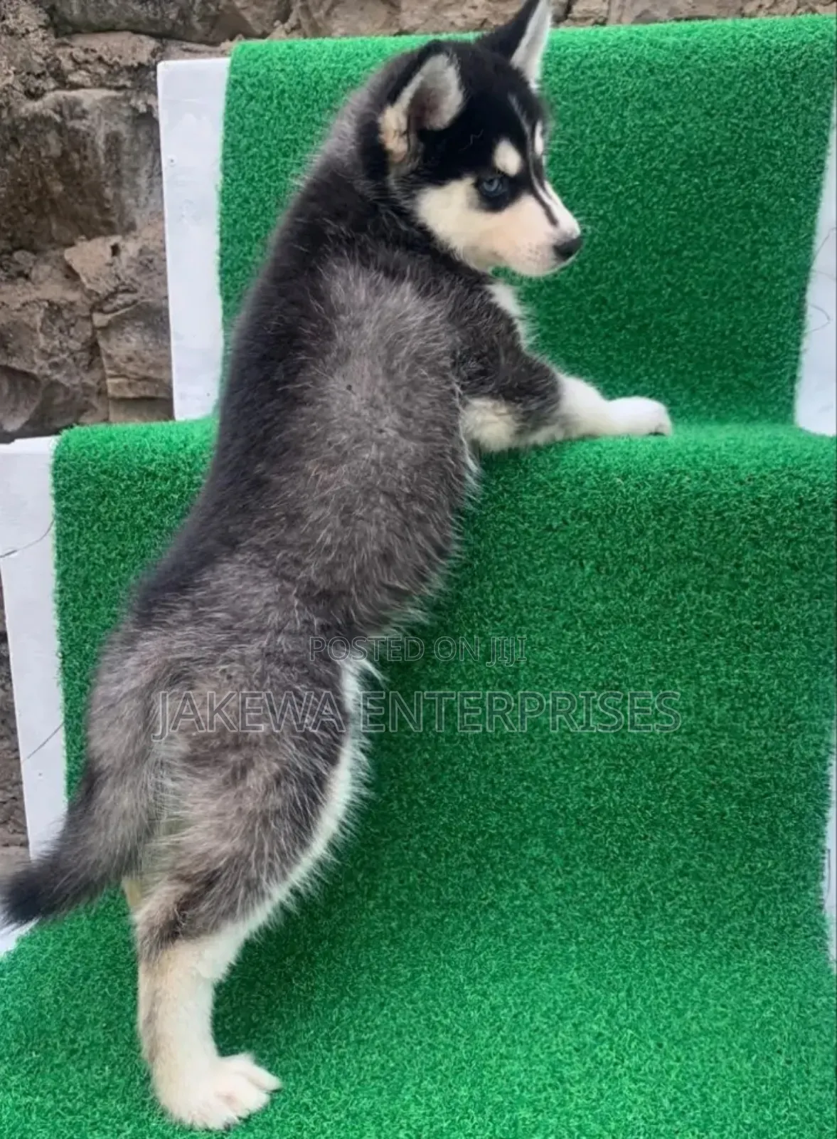 1-3 months Female Purebred Siberian Husky
