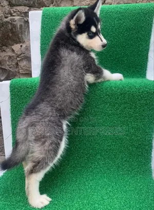 1-3 months Female Purebred Siberian Husky