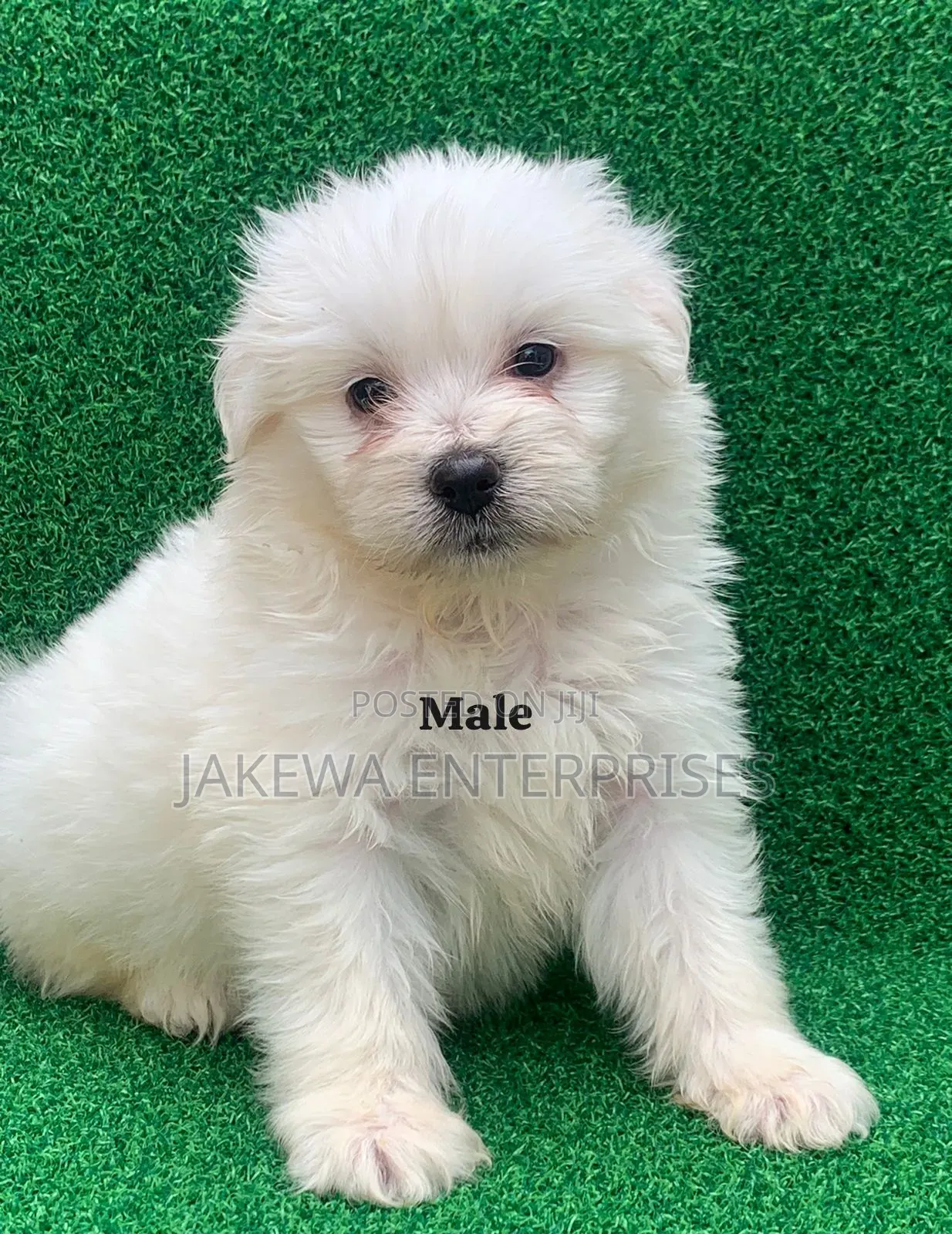 1-3 months Male Purebred Havanese