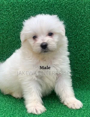 1-3 months Male Purebred Havanese