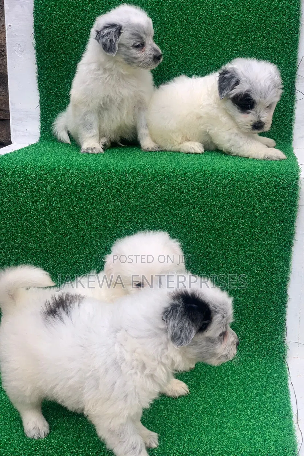 1-3 months Male Purebred Havanese