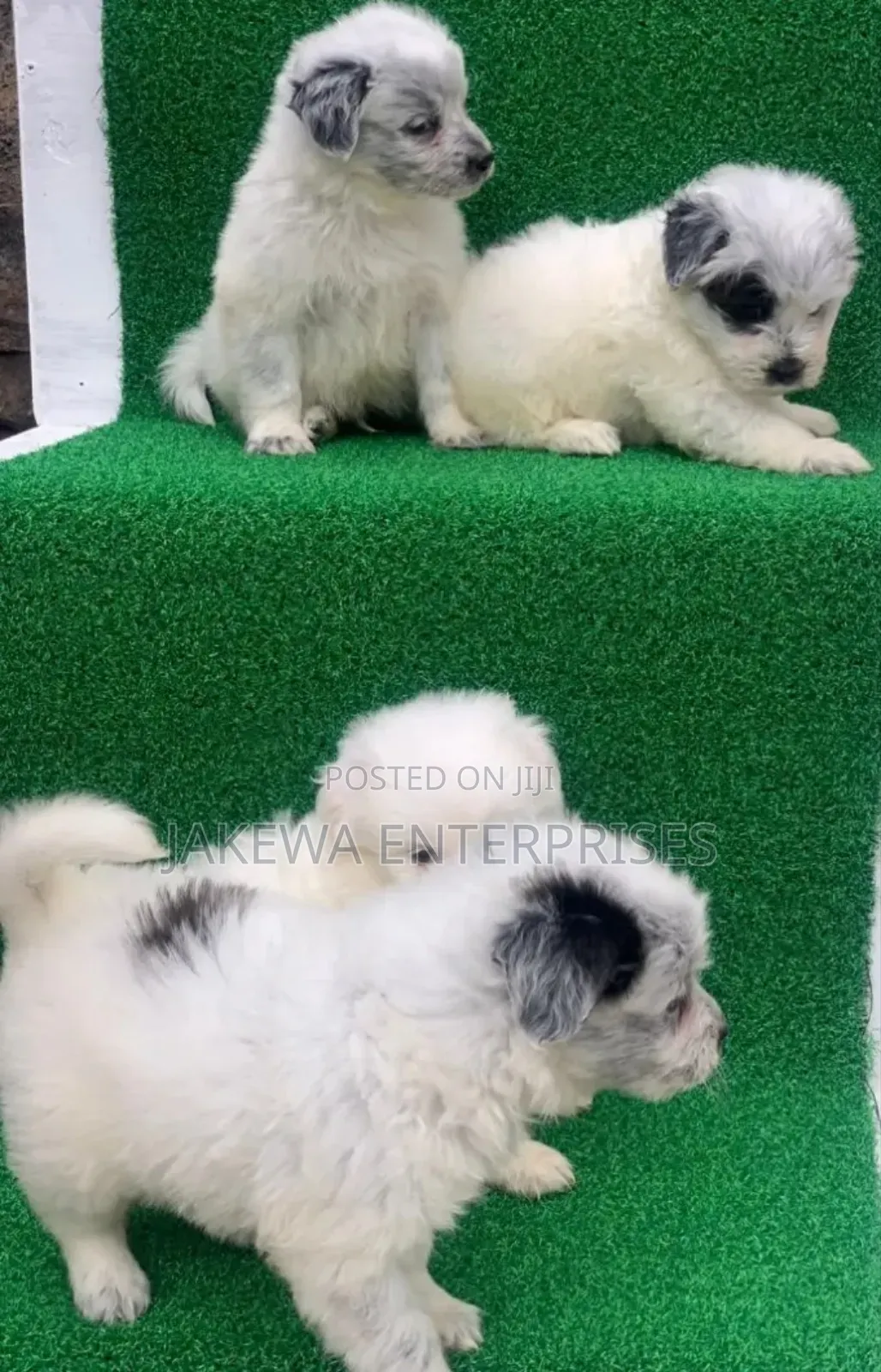 1-3 months Female Purebred Havanese