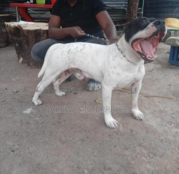 1-3 months Female Purebred American Pit Bull Terrier