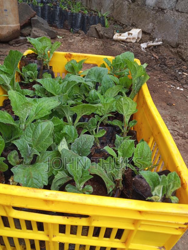 Ground Apples/Yacon - thumbnail 12