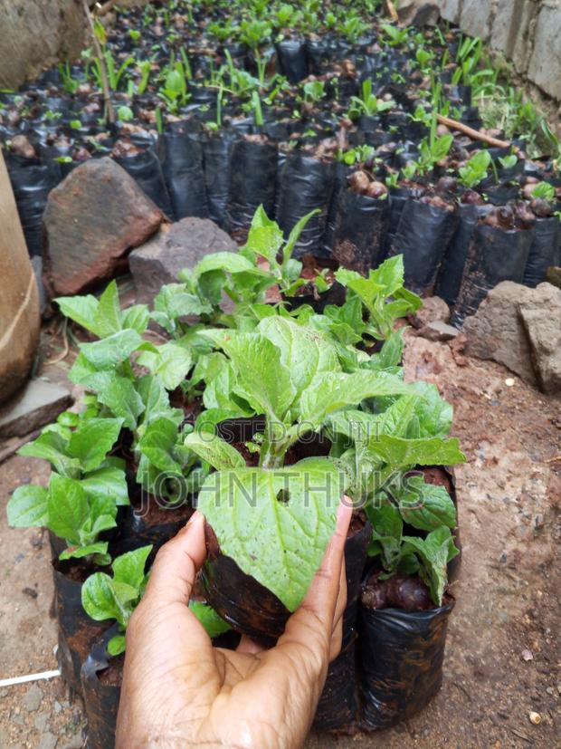 Ground Apples/Yacon - thumbnail 13