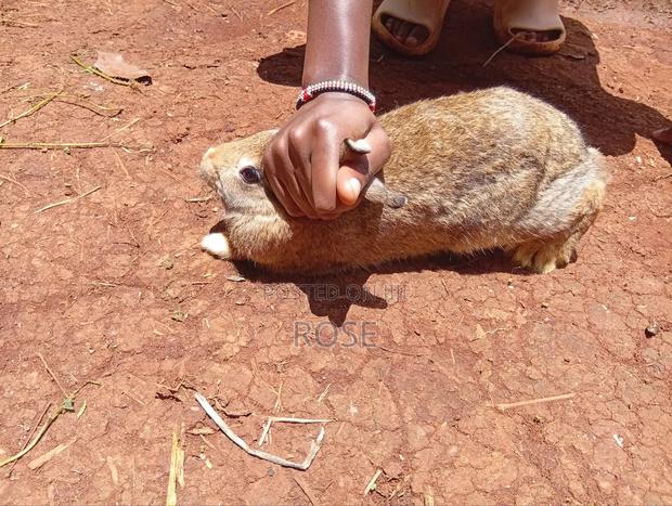 Rabbits For Sale