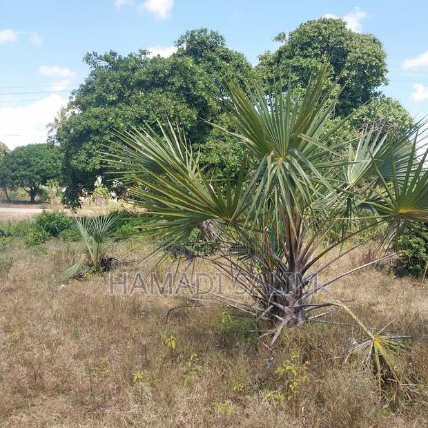 Half an Acre Plot for Sale in Tiwi - thumbnail 5