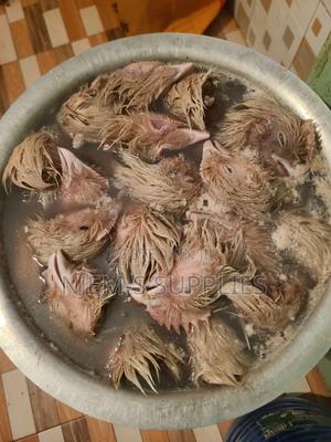 Pets Food and Cats - main view