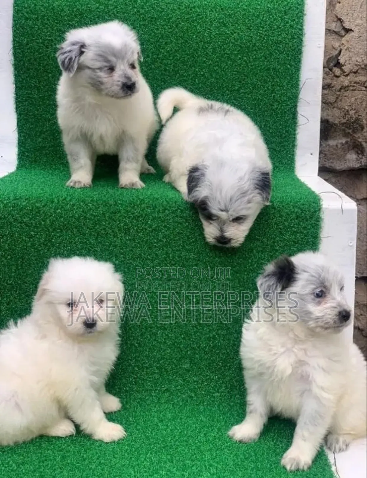 1-3 months Male Purebred Havanese