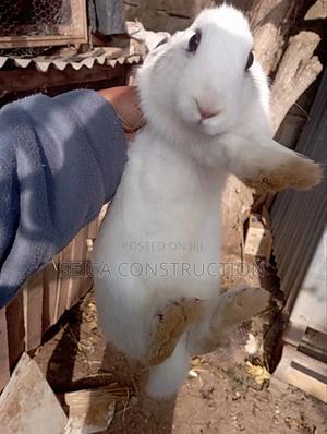 Rabbit Meat - thumbnail 2