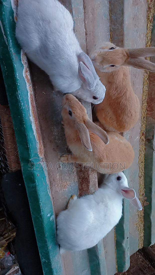 Rabbit Meat - thumbnail 3