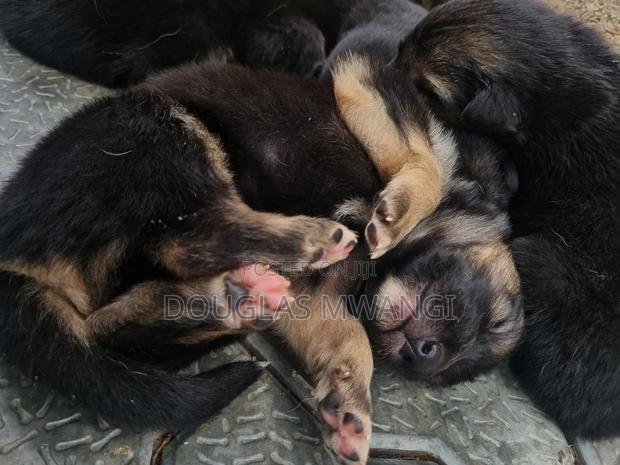 0-1 month Male Purebred German Shepherd