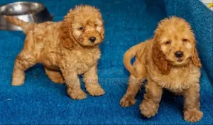 1-3 months Male Purebred Cockapoo