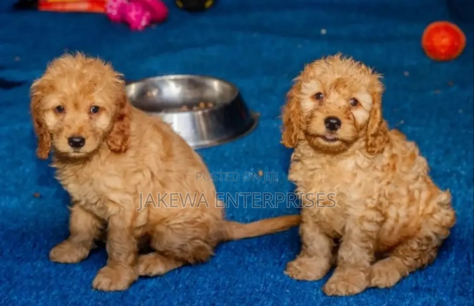 1-3 months Female Purebred Cockapoo