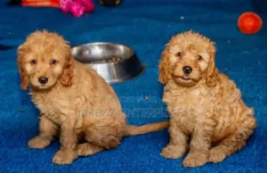 1-3 months Female Purebred Cockapoo