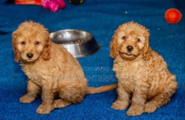 1-3 months Female Purebred Cockapoo - main view